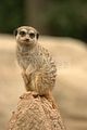 leipzig zoo-01_07_2011_zoo_allgemein_291